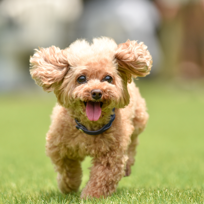 ドッグラン導入事例のイメージ