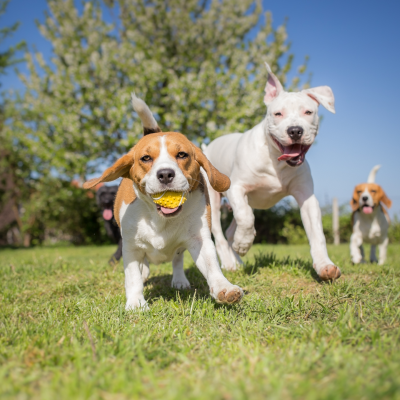 ドッグスクール導入事例のイメージ