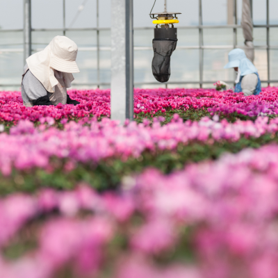 花卉農家のイメージ