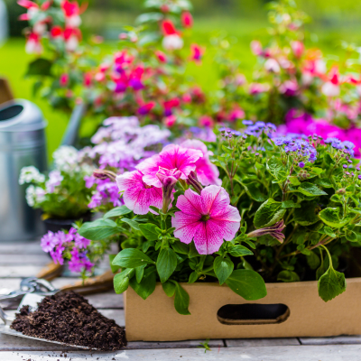 園芸ショップのイメージ