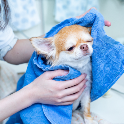 トリミングサロンのイメージ