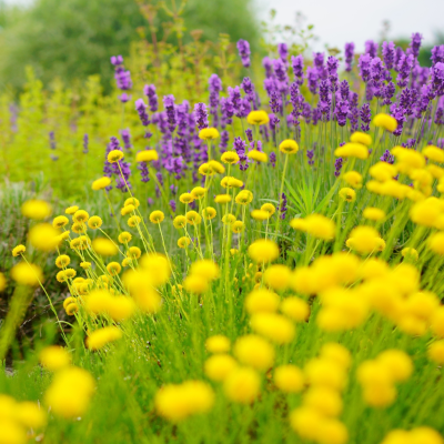 ハーブ園のイメージ