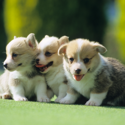 ブリーダーのイメージ