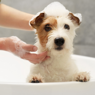 トリミングサロンのイメージ