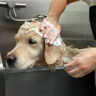 ペットサロン導入事例のイメージ