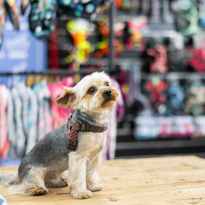 ペットショップのイメージ