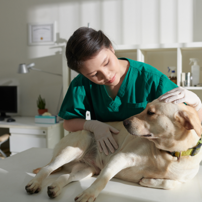 動物病院のイメージ