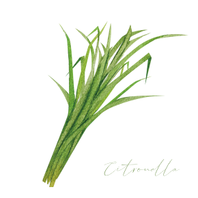 シトロネラのイメージ写真
