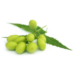 ニームのイメージ写真