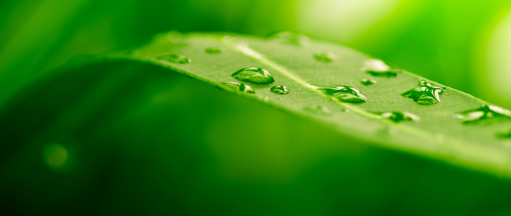 みずみずしい葉のイメージ写真