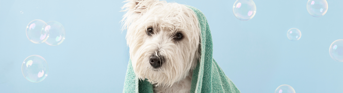 オーガニック犬用シャンプーのイメージ写真