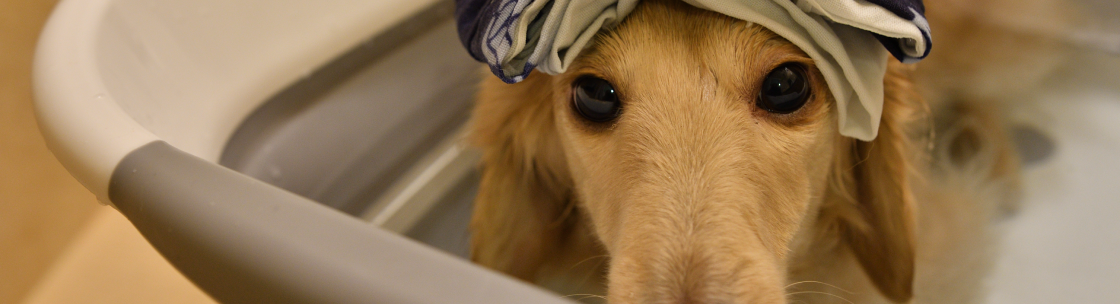 ペット用 入浴剤のイメージ写真