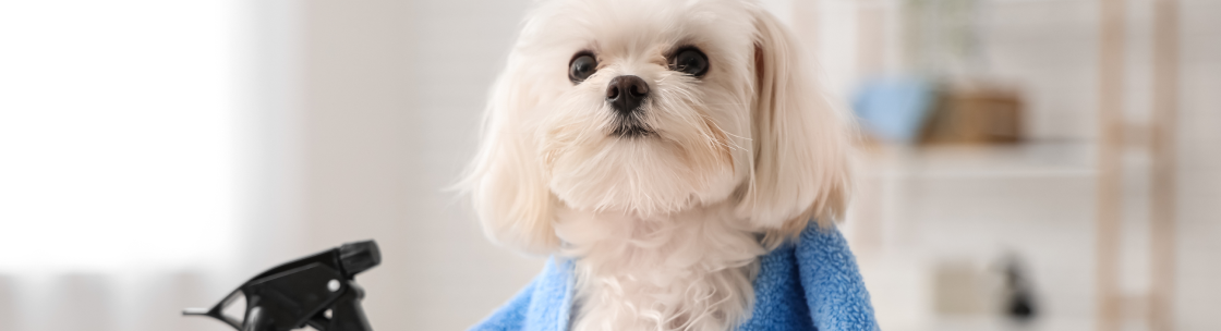 ペット用品 消臭洗剤のイメージ写真