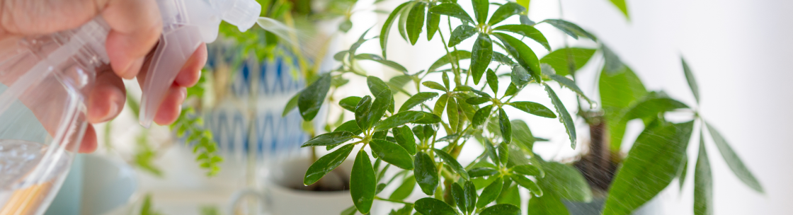 植物活性液 スプレーのイメージ写真