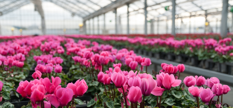 免疫強化・発根剤のイメージ写真