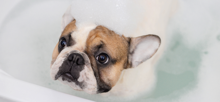 犬用入浴剤のイメージ写真