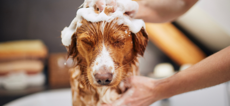 ペットシャンプーのイメージ写真