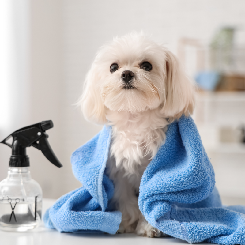 ペット用グルーミングスプレーのイメージ写真