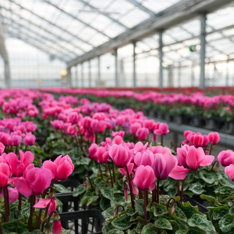 免疫強化・発根剤のイメージ写真